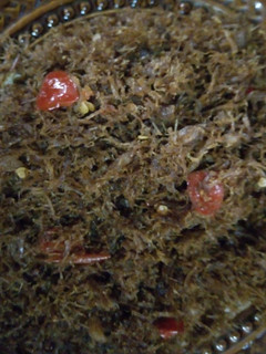A picture of Dambun nama.
