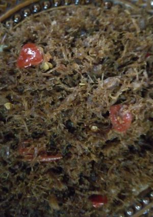 A picture of Dambun nama.