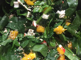 Ensalada surimi con espinaca