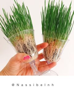 عکسی از دستور سبزهی گندم ریشهدار 😍😉😉😉