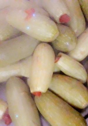 صورة لوصفة كوسا محشي