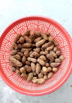 Foto resep Kacang Tanah Rebus