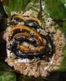 Lươn đùm xôi nếp lá chuối