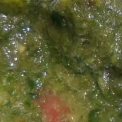 A picture of Green Chutney.