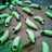 Caterpillars cookies / kue ulat