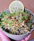 Brotes de lentejas al limón 🌱🍋 Germinado de lentejas alimonadas 🌱 🍋