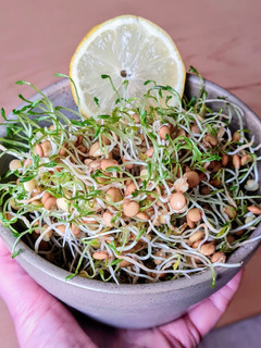 Una foto de Brotes de lentejas al limón 🌱🍋 Germinado de lentejas alimonadas 🌱 🍋