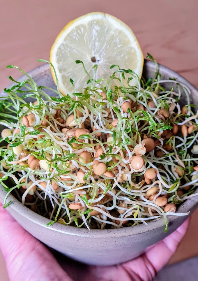 Una foto de Brotes de lentejas al limón 🌱🍋 Germinado de lentejas alimonadas 🌱 🍋