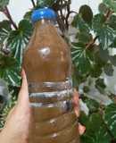 ترشی آلو جنگلی😍