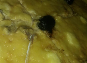 صورة لوصفة بيتزا بصوص بيضاء 🍕🍕🍕 بدل صوص الطماطم