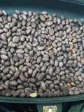 Njugu roasted