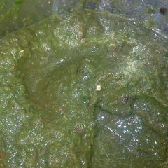 A picture of Coriander Thokku.