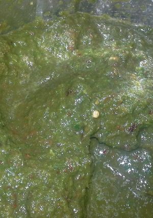 A picture of Coriander Thokku.