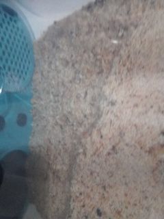 صورة لوصفة شابلور