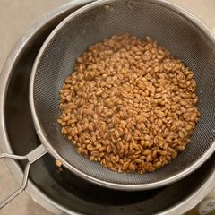 A picture of How to cook spelt, or farro.