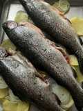Trucha a la Navarra, al horno!