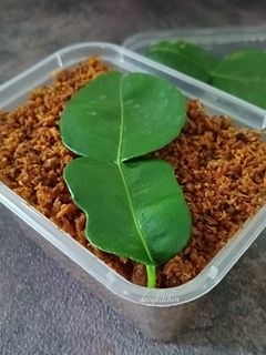 Foto resep 1055. Abon Tongkol Praktis