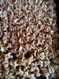 Economical Baklava Tray from Start to Finish