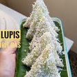 Lupis Irit Gas, No Presto