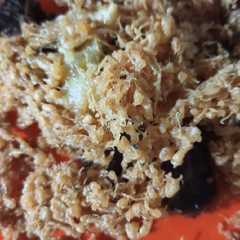 รูปของ Kremesan ayam