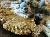 Tortilla de avena y miel