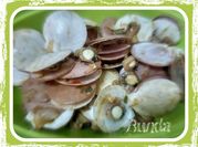 Gambar olahan scallop saos
