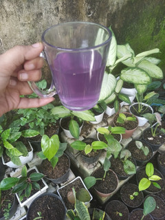 Foto resep Wedang jahe sereh Telang feat jeruk nipis