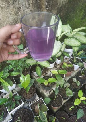 Foto resep Wedang jahe sereh Telang feat jeruk nipis