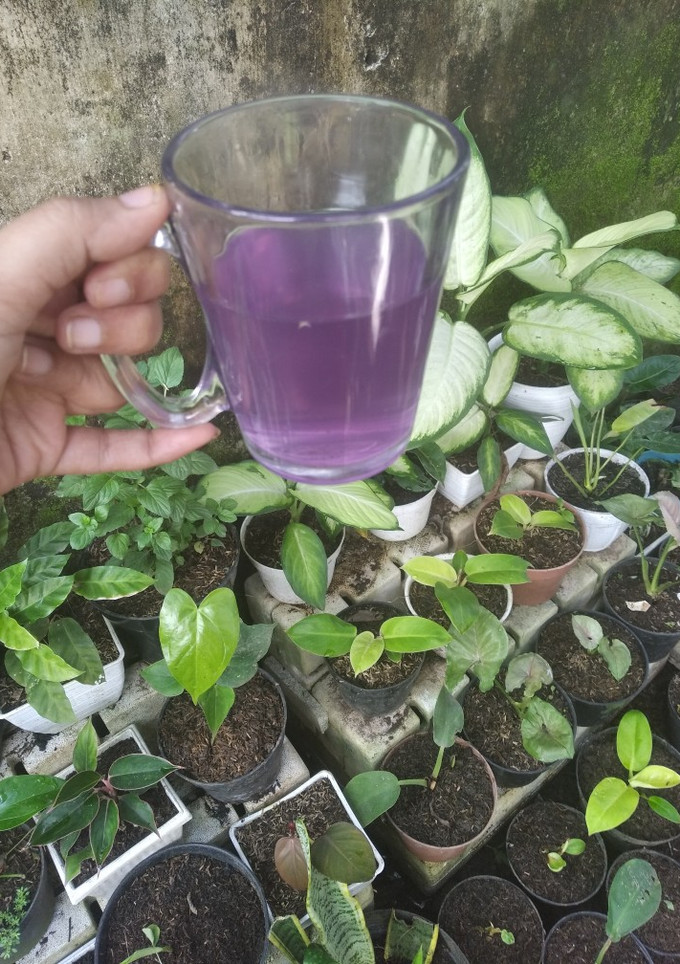 Foto resep Wedang jahe sereh Telang feat jeruk nipis