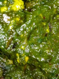 পালং পনির (palak paneer recipe in Bengali) রেসিপির প্রধান ছবি