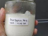 Bibit yoghurt basah