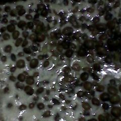 A picture of Mbaazi za Nazi(pigeon peas in coconut milk).