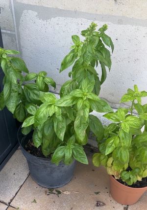 Une photo de Pesto