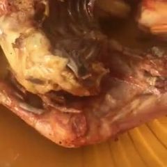 A picture of Pepper chicken 🍗.