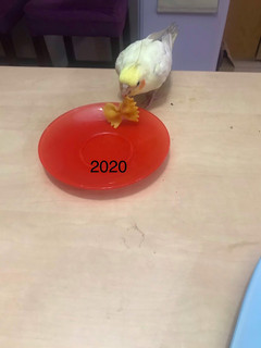 عکسی از دستور کارنامه کوکپد2020