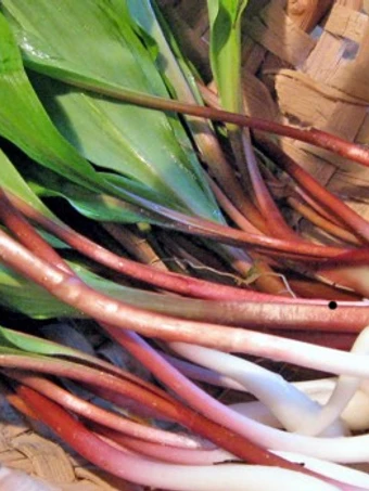 Easy Steps Prepare Recipes Potato &amp; Ramp Soup the Awesome  Make You Drink.