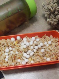 Foto resep Nasi goreng seblak