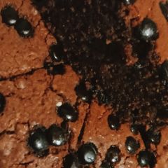 A picture of Biscuit cake.