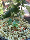 Cold Pasta with Summer Vegetables