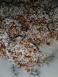 طابات الشوكولا / chocolate balls
