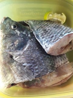 Foto resep Tips menyimpan ikan
