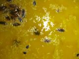Mushoorir daal