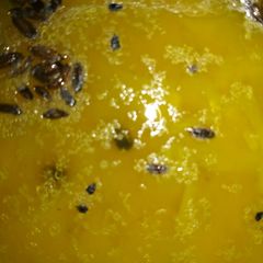 A picture of Mushoorir daal.