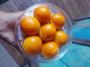Gambar nastar premium