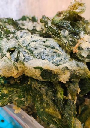 Foto resep Keripik bayem