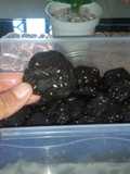 Kukis coklat