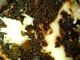 Chezkek oreo