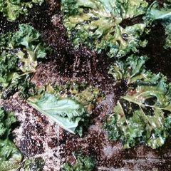A picture of Kale chips.