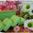 Bolu Pandan Irit Kempus no obat"an (edisi terbawa mimpi) / sponge cake