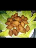 Kibbeh